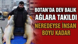 Siirt-Şırnak sınırları içerisinden geçen Botan Çayı’nda avlanan bir grup Siirt’li