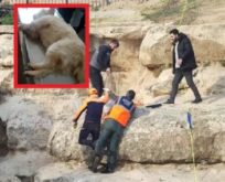 Deliklitaş’ta Mahsur Kalan Köpek Kurtarıldı