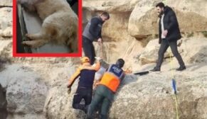 Deliklitaş’ta Mahsur Kalan Köpek Kurtarıldı