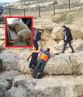 Deliklitaş’ta Mahsur Kalan Köpek Kurtarıldı