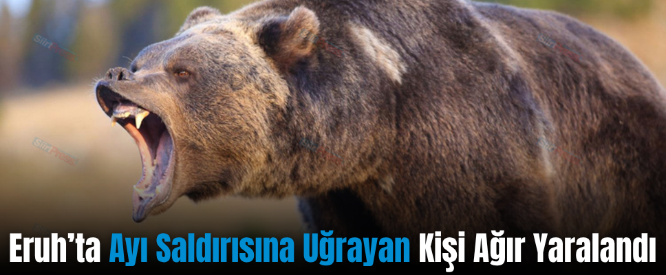 Eruh’ta Ayı Saldırısına Uğrayan Kişi Ağır Yaralandı