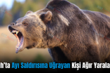Eruh’ta Ayı Saldırısına Uğrayan Kişi Ağır Yaralandı