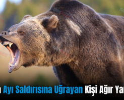 Eruh’ta Ayı Saldırısına Uğrayan Kişi Ağır Yaralandı