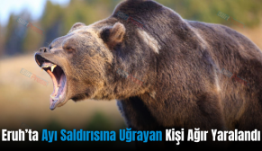 Eruh’ta Ayı Saldırısına Uğrayan Kişi Ağır Yaralandı