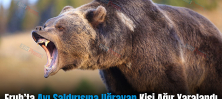 Eruh’ta Ayı Saldırısına Uğrayan Kişi Ağır Yaralandı