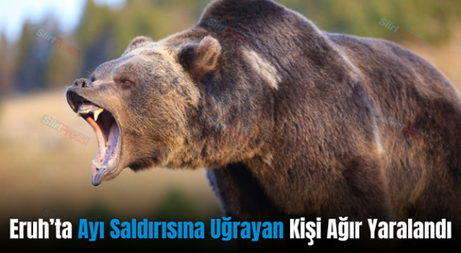 Eruh’ta Ayı Saldırısına Uğrayan Kişi Ağır Yaralandı