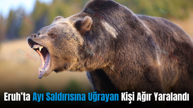 Eruh’ta Ayı Saldırısına Uğrayan Kişi Ağır Yaralandı