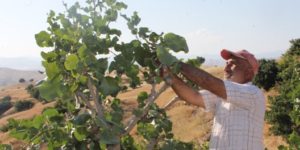 SİİRT FISTIĞI 13 İLDE YETİŞECEK