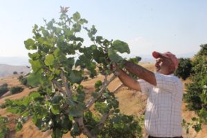 Siirt Tarım ve Orman İl Müdürü Ergün Demirhan, Siirt fıstığını