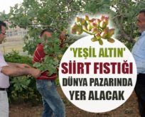 SİİRT FISTIĞI DÜNYA PAZARINDA YER ALACAK