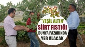 Siirt’te 43 milyon liraya kurulan ve Avrupa’nın en büyük fıstık