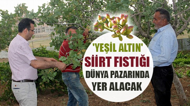 SİİRT FISTIĞI DÜNYA PAZARINDA YER ALACAK