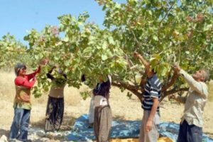Siirt fıstığı hasadının yaklaştığı bugünlerde olası yaşanabilecek hırsızlık olaylarından tedirgin