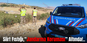Siirt Fıstığı,“Jandarma Koruması” Altında!..