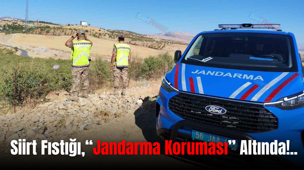 Siirt Fıstığı,“Jandarma Koruması” Altında!..