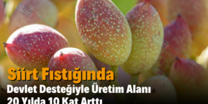 Siirt Fıstığında Devlet Desteğiyle Üretim Alanı 20 Yılda 10 Kat Arttı