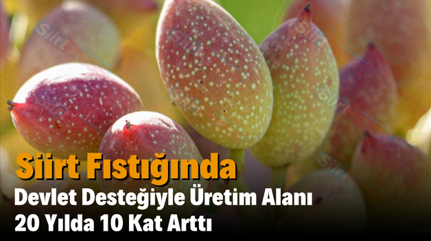 Siirt Fıstığında Devlet Desteğiyle Üretim Alanı 20 Yılda 10 Kat Arttı