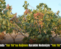 Siirt Fıstığında “Var Yılı”na Rağmen Kuraklık Nedeniyle “Yok Yılı” Yaşanıyor