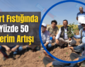 Siirt Fıstığında Yüzde 50 Verim Artışı