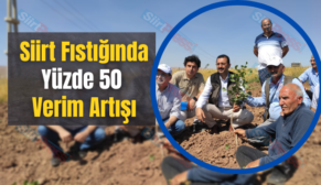 Siirt Fıstığında Yüzde 50 Verim Artışı