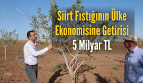 Siirt Fıstığının Ülke Ekonomisine Getirisi 5 Milyar TL