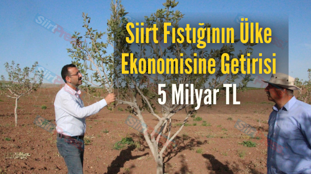 Siirt Fıstığının Ülke Ekonomisine Getirisi 5 Milyar TL