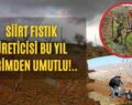 Siirt Fıstık Üreticisi Bu Yıl Verimden Umutlu!..