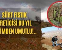 Siirt Fıstık Üreticisi Bu Yıl Verimden Umutlu!..