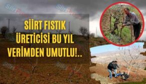 Siirt Fıstık Üreticisi Bu Yıl Verimden Umutlu!..