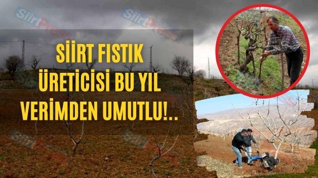 Siirt Fıstık Üreticisi Bu Yıl Verimden Umutlu!..