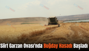 Siirt Garzan Ovası’nda Buğday Hasadı Başladı