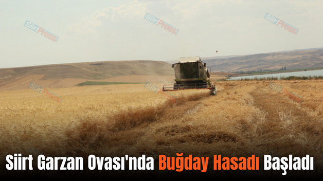 Siirt Garzan Ovası’nda Buğday Hasadı Başladı