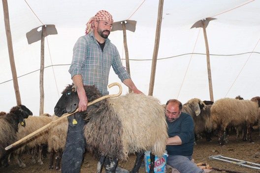 Siirt’te koyunlarını otlatmak için göçebe hayat süren ve çadırlarda konaklayan