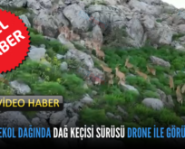 SİİRT HEREKOL DAĞINDA DAĞ KEÇİSİ SÜRÜSÜ DRONE İLE GÖRÜNTÜLENDİ