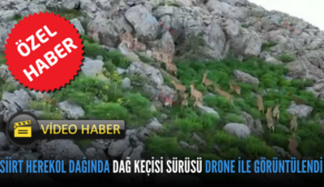 SİİRT HEREKOL DAĞINDA DAĞ KEÇİSİ SÜRÜSÜ DRONE İLE GÖRÜNTÜLENDİ