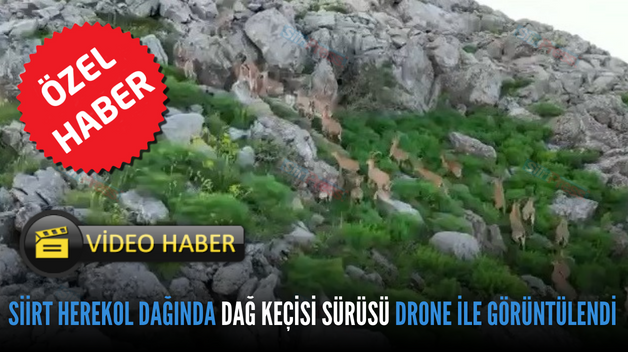 SİİRT HEREKOL DAĞINDA DAĞ KEÇİSİ SÜRÜSÜ DRONE İLE GÖRÜNTÜLENDİ