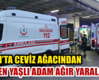 ERUH’TA CEVİZ AĞACINDAN DÜŞEN YAŞLI ADAM AĞIR YARALANDI