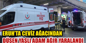 ERUH’TA CEVİZ AĞACINDAN DÜŞEN YAŞLI ADAM AĞIR YARALANDI