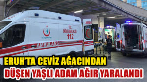 Siirt’in Eruh ilçesinde ceviz ağacından düşen yaşlı adam ağır yaralandı.