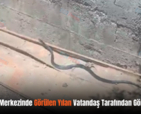 Siirt Kent Merkezinde Görülen Yılan Vatandaş Tarafından Görüntülendi