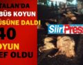 KURTALAN’DA MİNİBÜS KOYUN SÜRÜSÜNE DALDI: 40 KOYUN TELEF OLDU