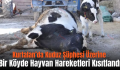 Kurtalan’da Kuduz Şüphesi Üzerine Bir Köyde Hayvan Hareketleri Kısıtlandı