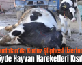Kurtalan’da Kuduz Şüphesi Üzerine Bir Köyde Hayvan Hareketleri Kısıtlandı