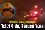 Kurtalan’da Otomobil Ata Çarptı! At Telef Oldu, Sürücü Yaralı..