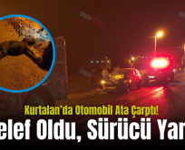 Kurtalan’da Otomobil Ata Çarptı! At Telef Oldu, Sürücü Yaralı..