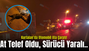 Kurtalan’da Otomobil Ata Çarptı! At Telef Oldu, Sürücü Yaralı..