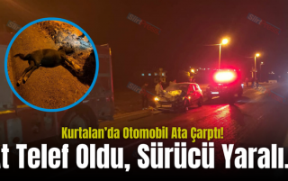 Kurtalan’da Otomobil Ata Çarptı! At Telef Oldu, Sürücü Yaralı..