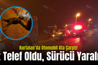 Kurtalan’da Otomobil Ata Çarptı! At Telef Oldu, Sürücü Yaralı..