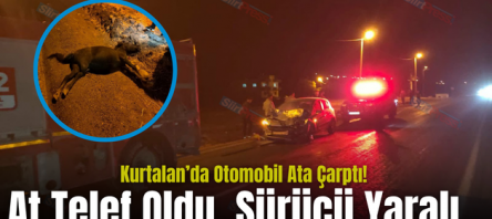 Kurtalan’da Otomobil Ata Çarptı! At Telef Oldu, Sürücü Yaralı..