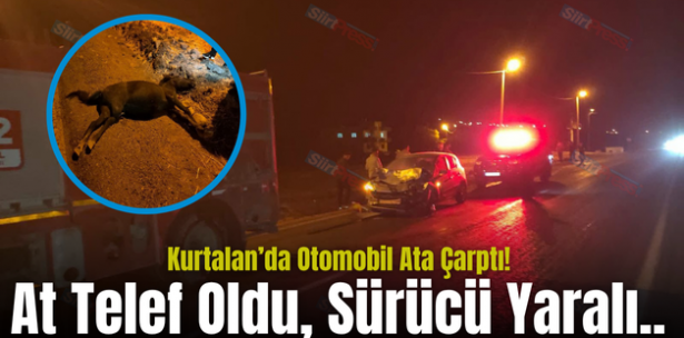 Kurtalan’da Otomobil Ata Çarptı! At Telef Oldu, Sürücü Yaralı..